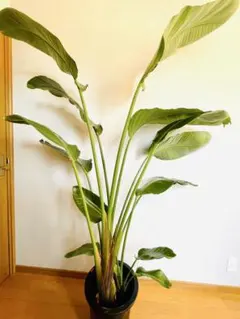るーく様専用♡】ストレチア オーガスタ 極楽鳥花 3株 - メルカリ