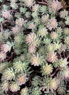 多肉植物斑入りパリダム50本カット