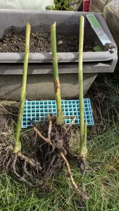 ＃みょうが 根 ３本 ・掘り起こし完全自然育成香味野菜・岩手産