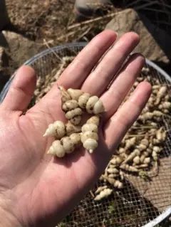 ちょろぎ2kg 珍しい生のちょろぎを採りたてでお届け※種芋に