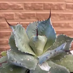 グリーンファクトリー様 リクエスト 2点 まとめ商品