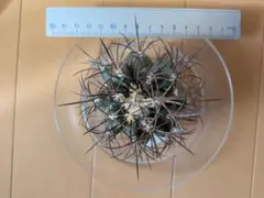 コピアポア グリセオビオラセア 栗星玉 山木 大株 コピアポア グリセオビオラセア 栗星玉 山木 大株