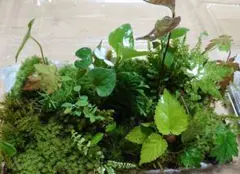 碧萌える森天然苔の世界　インテリア　テラリウム　盆栽　苔リウム　苔玉のサムネイル