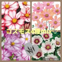 ユーカリ様 リクエスト 3点 まとめ商品