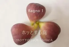 イチジク苗 挿し木苗 1年生 Ragno 1のサムネイル