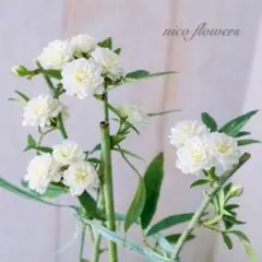 トゲなし♡八重咲き♡モッコウバラ♡ホワイト♡