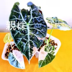 2025年最新】アロカシア ワトソニアの人気アイテム - メルカリ