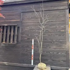 2025年最新】アオダモ 山採りの人気アイテム - メルカリ