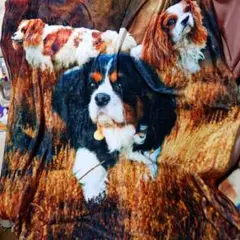 Item thumbnail for item 7ea9e9e9-475d-4557-ba6d-7c310dcfb2de