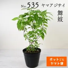 ポットごとヤマト便535】ヤマアジサイ 充実株 舞妓 - メルカリ