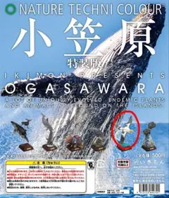 小笠原特装版　アホウドリ