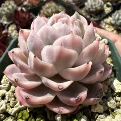 シオン様 リクエスト 3点 まとめ商品