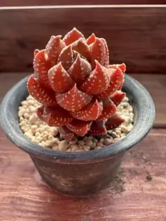 竜星 ハオルチア アロエ 多肉植物 多肉永遠 超メルカリ祭 - メルカリ