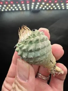 2026年最新】菊水 サボテンの人気アイテム - メルカリ