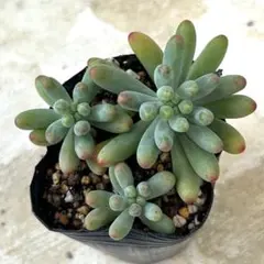 乙女心　抜き苗　多肉植物　セダム
