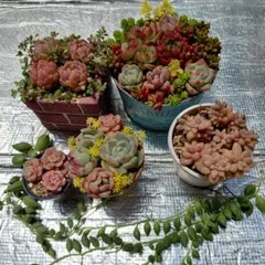 2026年最新】多肉植物 韓国苗 セットの人気アイテム - メルカリ