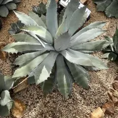 アガベ グアダラハラナ　大株