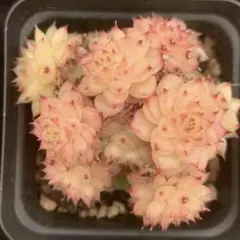 ラツィオ様 リクエスト 3点 まとめ商品