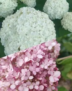 紫陽花アナベル挿し穂　4本のサムネイル