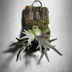 ビカクシダ｜P. willinckii ‘Jade Girl’ ｜板付け済 ビカクシダ】 P. Willinckii 'Jade Girl' 板付け株 - メルカリ