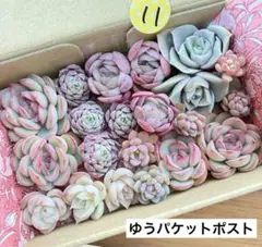 11 多肉植物　多肉弁当　詰め合わせ　寄せ植え　セット　カット苗　韓国苗　エケ