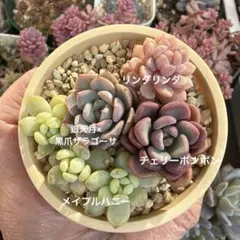 2025年最新】ぼのぼのさん苗 リンダリンダの人気アイテム - メルカリ