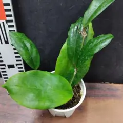 えみちょ様 リクエスト 2点 まとめ商品