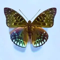 2026年最新】蝶の人気アイテム - メルカリ