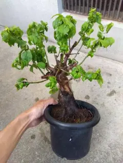 梅 盆栽 6号鉢つき 白花 幹太❗ ⑧ - メルカリ
