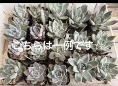 13 抜き苗札付きセット - メルカリ