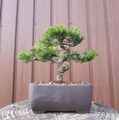 捻転美・天ジン】真柏 盆栽 樹高13cm×横幅12cm 豆盆栽 鉢付き - メルカリ
