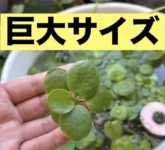 アマゾンフロッグピット(psb 光合成細菌　ホテイアオイ　ホテイソウ　アナカリスのサムネイル