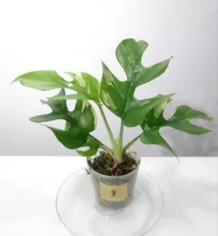 2026年最新】パラゴン モンステラの人気アイテム - メルカリ