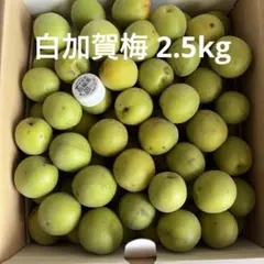【200円値引き】埼玉県産　白加賀　梅　2.5㎏のサムネイル