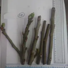 mama's様 リクエスト 2点 まとめ商品