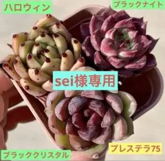 sei様 リクエスト 2点 まとめ商品