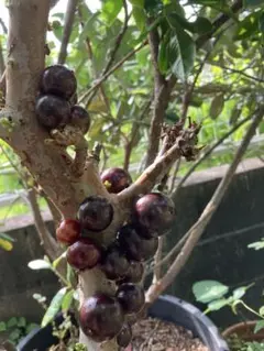 2026年最新】ジャボチカバの人気アイテム - メルカリ