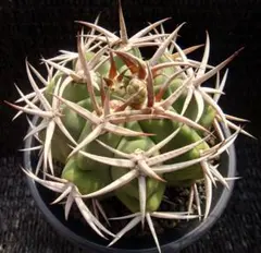 【古木実生】光琳玉ギムノカリキウムサボテン抜き苗発送ヴィンテージオールドサボテン 古木実生】光琳玉ギムノカリキウムサボテン抜き苗発送ヴィンテージ