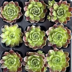 NEW‼️300 ムラサキボタン9株セット　抜き苗　多肉植物　エケベリア
