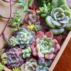 ④ラブリーローズ大　多肉植物詰め合わせセット。カット苗。寄せ植えセット。多肉弁当