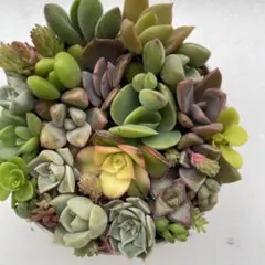 Tree Frog様 リクエスト 3点 まとめ商品