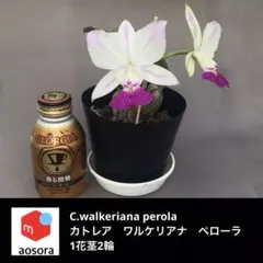 2025年最新】洋蘭 原種の人気アイテム - メルカリ