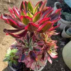 多肉植物。 アエオニウム V錦 法師錦抜き苗 - メルカリ
