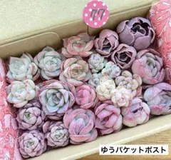 ねこ様 リクエスト 2点 まとめ商品