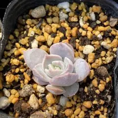 多肉植物　エケベリア　シンフォロサナム　コキリノさん苗のサムネイル