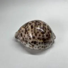 2026年最新】たからがいの人気アイテム - メルカリ