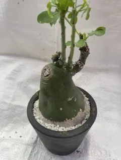nu様　塊根植物 黒ポット nu様 塊根植物 黒ポット - メルカリ