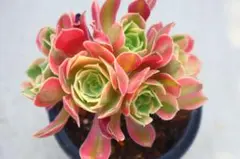 2026年最新】観葉植物 アエオニウムの人気アイテム - メルカリ