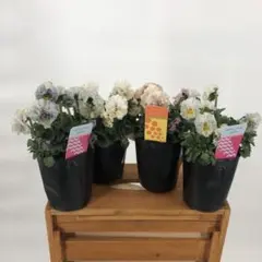 専用　ビオラ　プティフール　8ポットセット 2026年最新】プティフール ビオラの人気アイテム - メルカリ