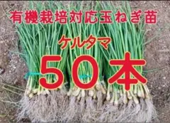 2025年最新】玉ねぎ苗の人気アイテム - メルカリ